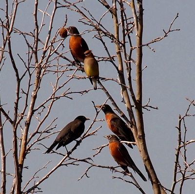 [Five birds are perched in a leafless sycamore tree. The cedar waxwing has one robin on a branch just behind it and three robins on branches spaced out below it. One of the lower robins has its back to the camera, but all the rest are displaying their red breasts.]